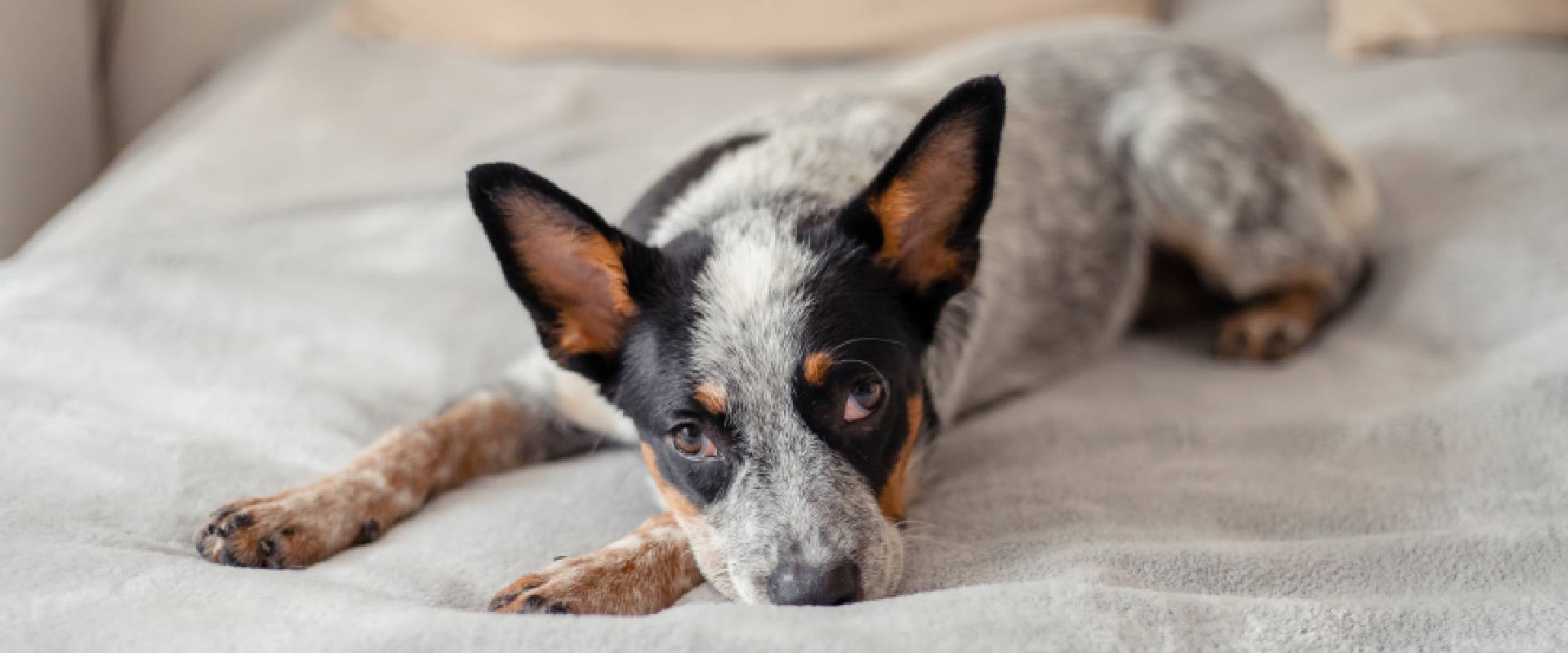 Blue heeler best sale biting ankles